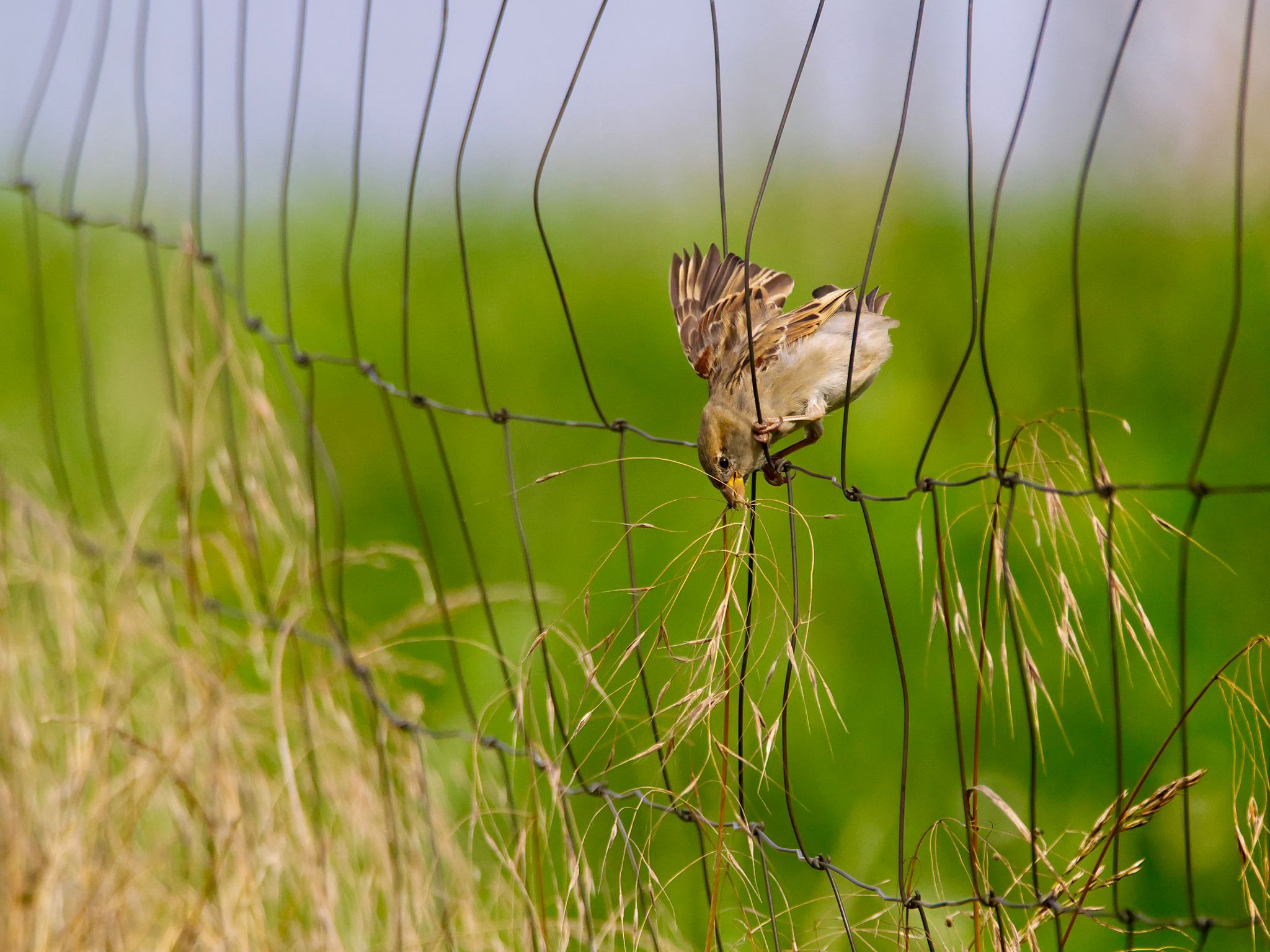 Haussperling am Hang der ehemaligen Deponie